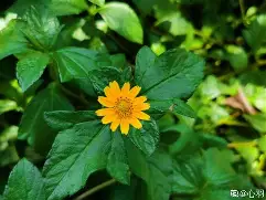 开云体育平台 -蟛蜞是什么动物